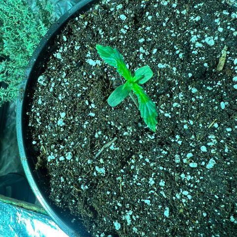 Dwarf Low Flyer growlog photo: Nutes! 