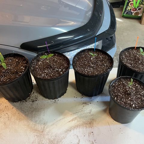 Dwarf Low Flyer growlog photo: Nutes! 