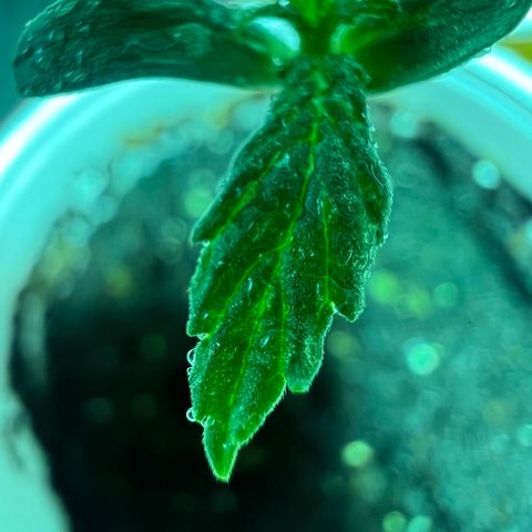 Dwarf Low Flyer growlog timeline photo
