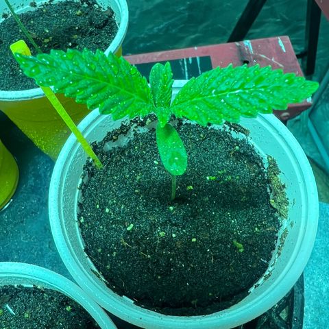 Platinum Jelly growlog timeline photo