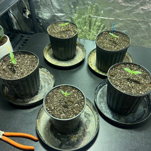 Platinum Jelly growlog timeline photo