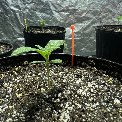 Platinum Jelly growlog photo: 9:53PM