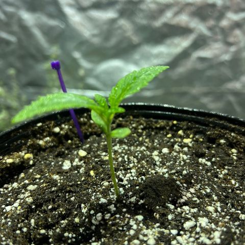 Platinum Jelly growlog photo: 9:53PM