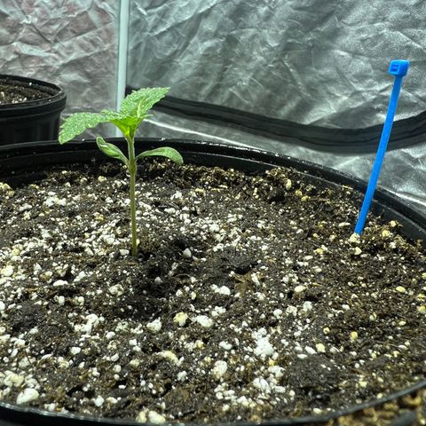 Platinum Jelly growlog photo: 9:53PM