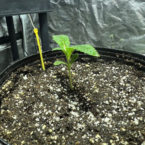 Platinum Jelly growlog photo: 9:53PM