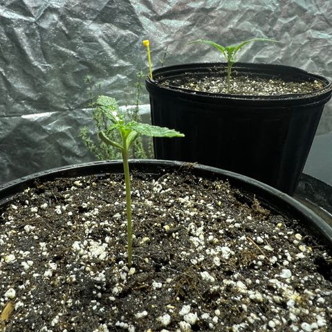 Dwarf Low Flyer growlog photo: 9:53PM