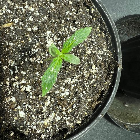 Dwarf Low Flyer growlog photo: 9:53PM