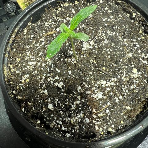 Dwarf Low Flyer growlog photo: 9:53PM