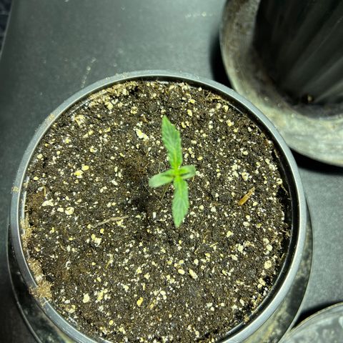 Dwarf Low Flyer growlog photo: 9:53PM