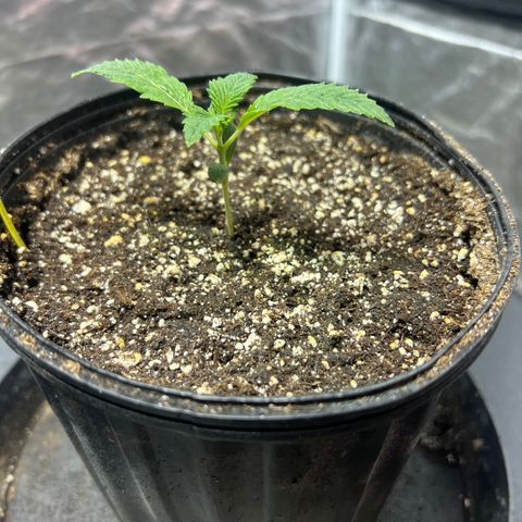 Platinum Jelly growlog photo: 10:30pm