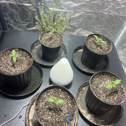 Platinum Jelly growlog photo: 10:30pm