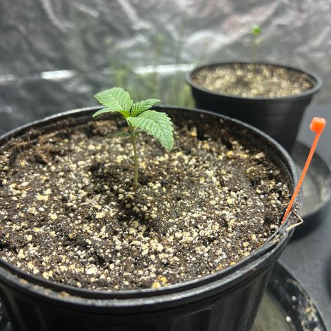 Platinum Jelly growlog photo: 10:30pm