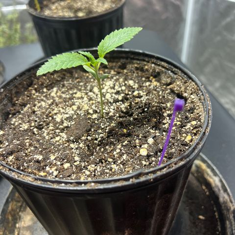 Platinum Jelly growlog photo: 10:30pm