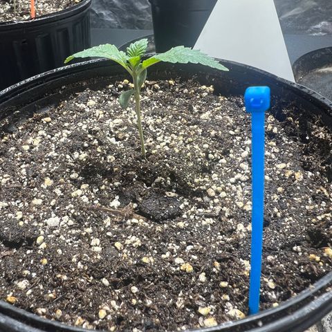 Platinum Jelly growlog photo: 10:30pm