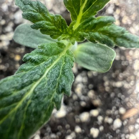Dwarf Low Flyer growlog photo: 10:30