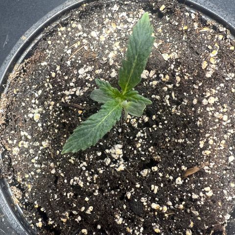 Dwarf Low Flyer growlog photo: 10:30