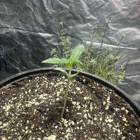 Dwarf Low Flyer growlog photo: 10:30