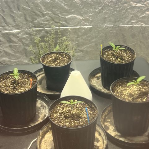 Platinum Jelly growlog photo: 9:00AM