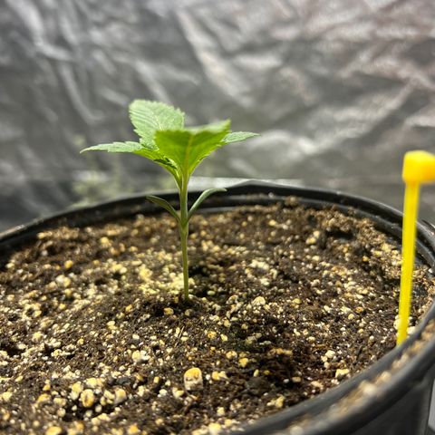 Platinum Jelly growlog photo: 9:00AM