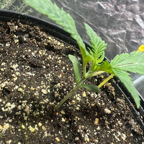 Platinum Jelly growlog photo: 9:00AM