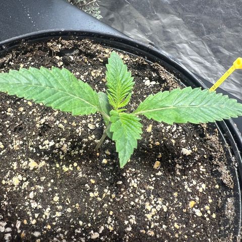 Platinum Jelly growlog photo: 9:00AM