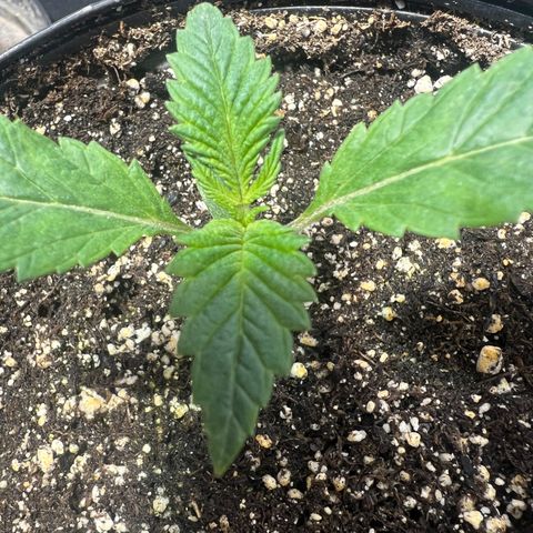 Platinum Jelly growlog timeline photo