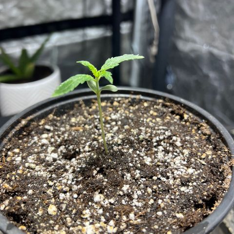 Dwarf Low Flyer growlog photo: 11:00AM