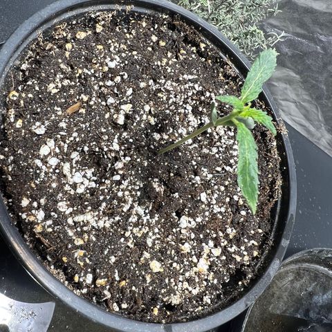 Dwarf Low Flyer growlog photo: 11:00AM