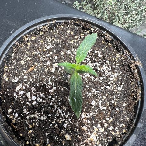 Dwarf Low Flyer growlog photo: 11:00AM