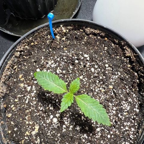 Platinum Jelly growlog photo: 11:00am
