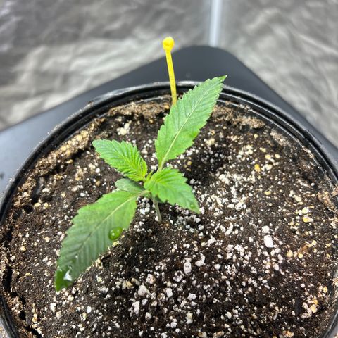 Platinum Jelly growlog photo: 11:00am