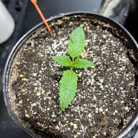 Platinum Jelly growlog photo: 11:00am