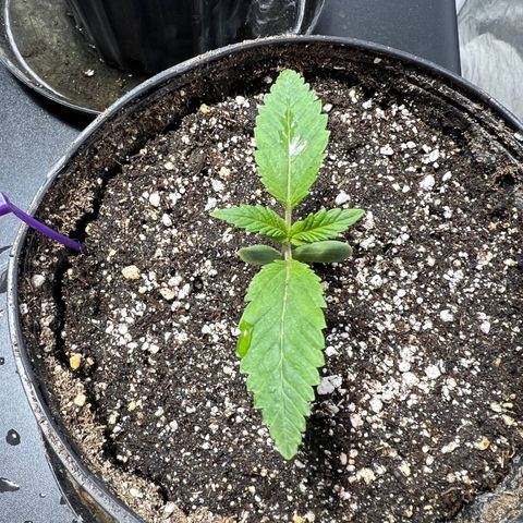 Platinum Jelly growlog photo: 11:00am