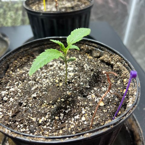 Platinum Jelly growlog photo: Electro culture? 