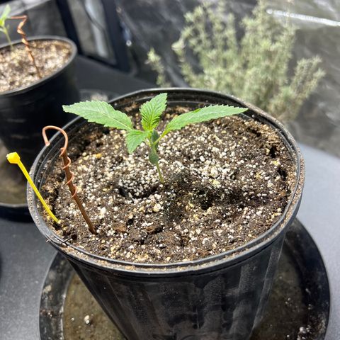 Platinum Jelly growlog photo: Electro culture? 