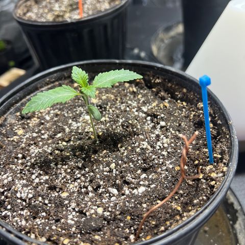 Platinum Jelly growlog photo: Electro culture? 
