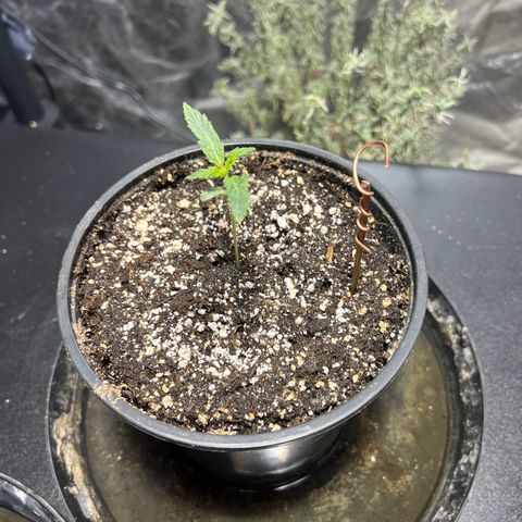 Dwarf Low Flyer growlog photo: Electro culture?