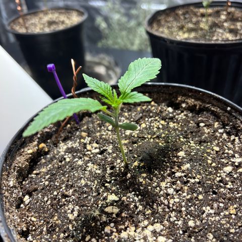 Platinum Jelly growlog photo: Looking beautiful this morning 8:30am