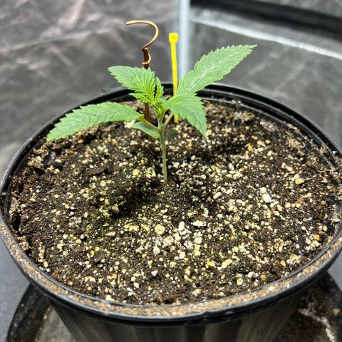 Platinum Jelly growlog photo: Looking beautiful this morning 8:30am