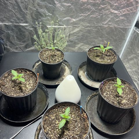 Platinum Jelly growlog photo: Looking beautiful this morning 8:30am