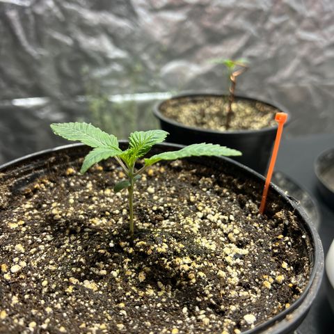 Platinum Jelly growlog photo: Looking beautiful this morning 8:30am