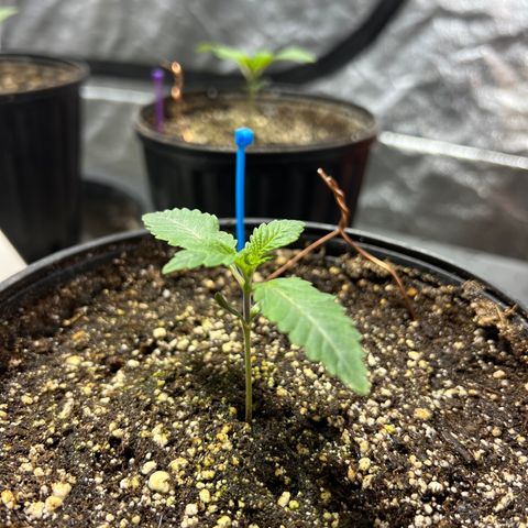 Platinum Jelly growlog photo: Looking beautiful this morning 8:30am