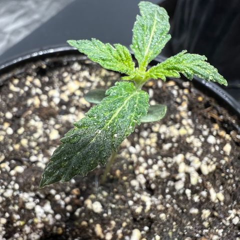 Dwarf Low Flyer growlog photo: Looking great!!! 8:30AM