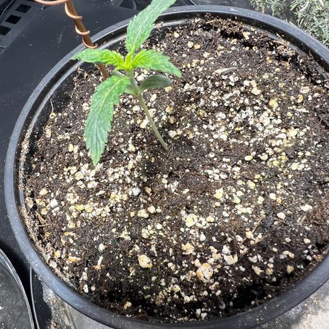 Dwarf Low Flyer growlog photo: Looking great!!! 8:30AM