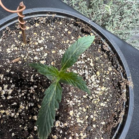 Dwarf Low Flyer growlog photo: Looking great!!! 8:30AM