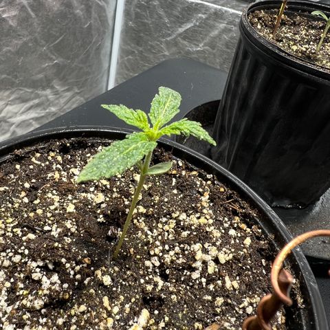 Dwarf Low Flyer growlog photo: Looking great!!! 8:30AM