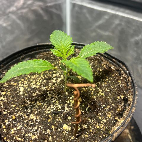 Platinum Jelly growlog photo: 10:00PM after night time. They look so happy 😊