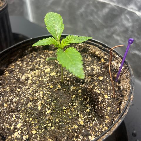 Platinum Jelly growlog photo: 10:00PM after night time. They look so happy 😊