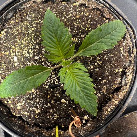 Platinum Jelly growlog photo: 10:00PM after night time. They look so happy 😊