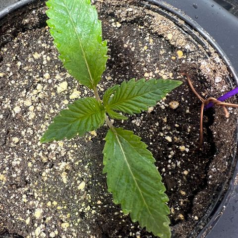 Platinum Jelly growlog photo: 10:00PM after night time. They look so happy 😊